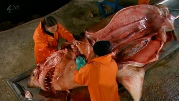 This is what the inside of a great white shark looks like