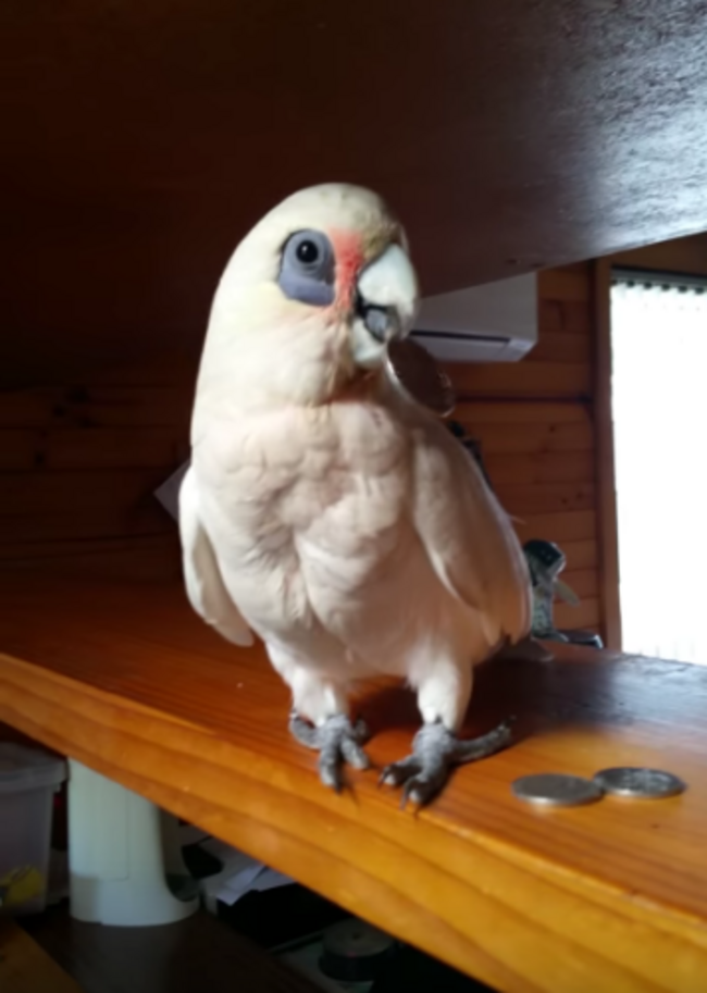 ericparrot