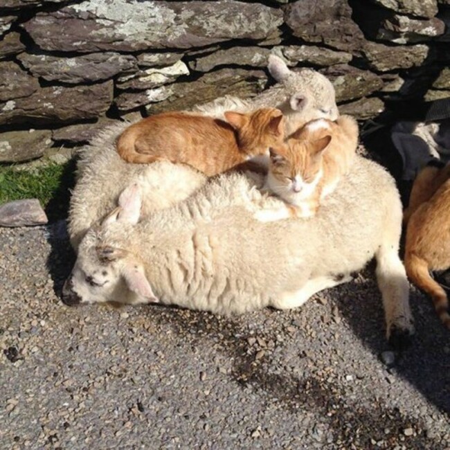 #sneem #onlyinireland #cokerry #sheep #cats #chilling