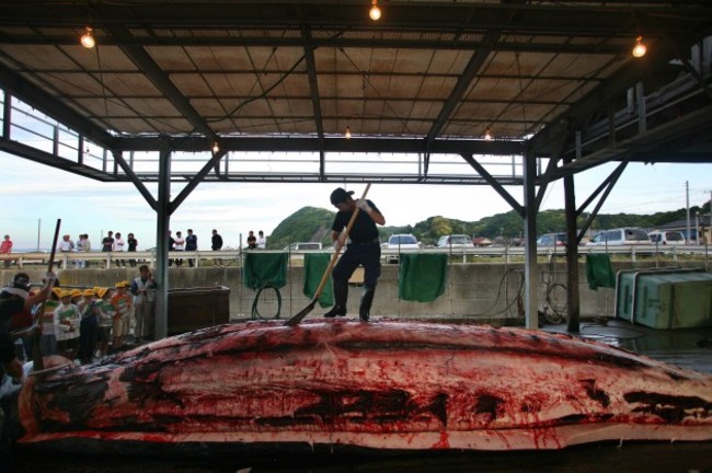 APTOPIX Japan Whaling Season