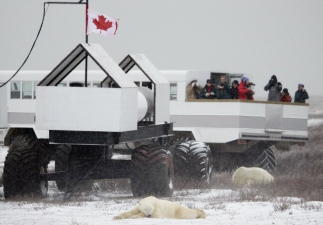 CANADA POLAR BEARS