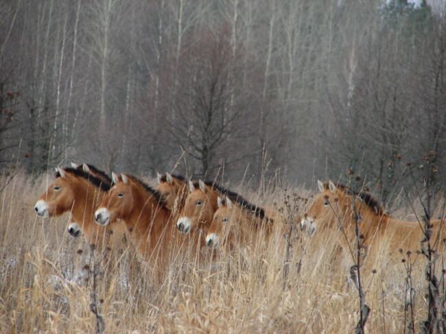 Przhevalski Horse Tatyana Deryabina