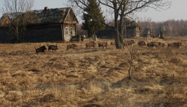 Wild boar in former village Valeriy Yurko