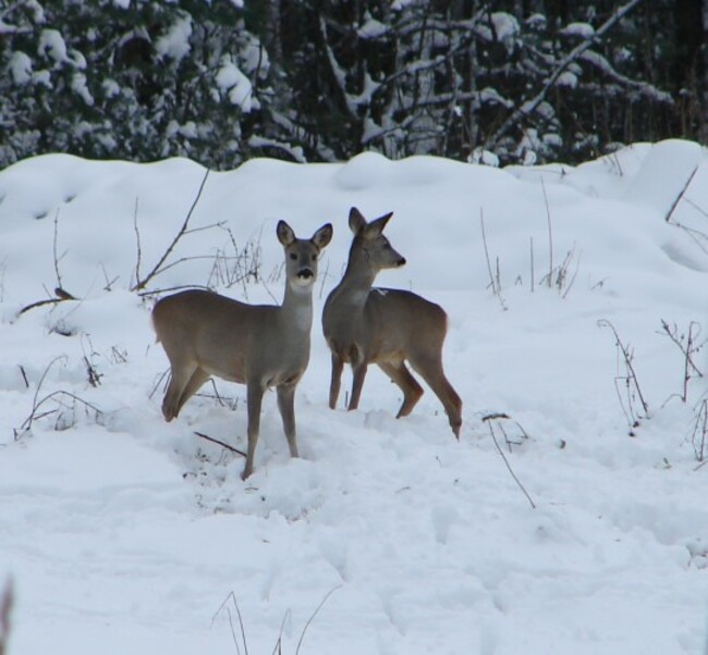 Roe Deer Tatyana Deryabina Cropped