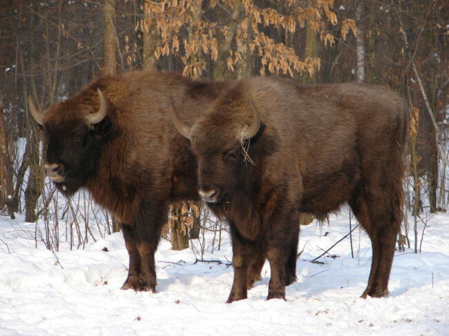 Bison Tatyana Deryabina