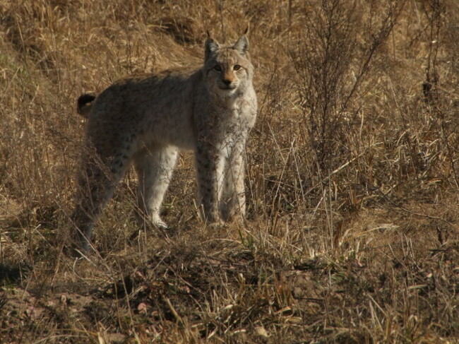 Lynx Valeriy Lukashevitch