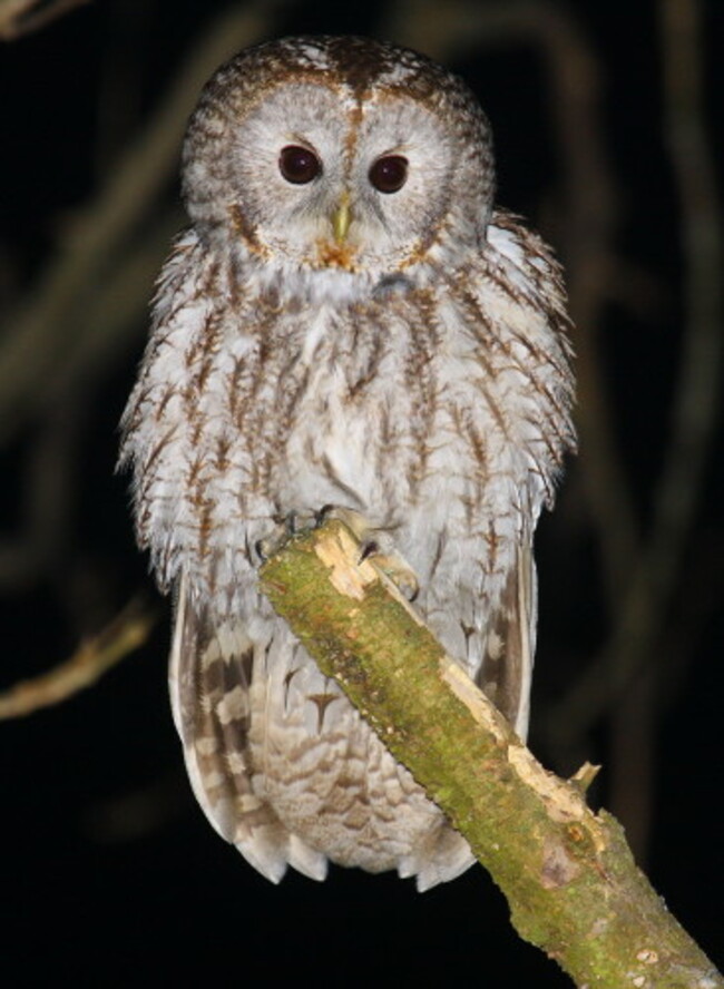 Grey Owl Valeriy Yurko