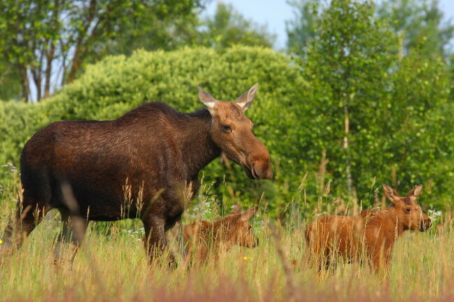 Family of elk Valeriy Yurko