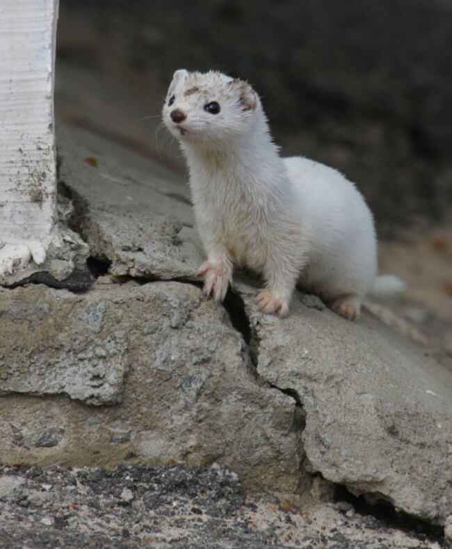 Weasel Valeriy Yurko