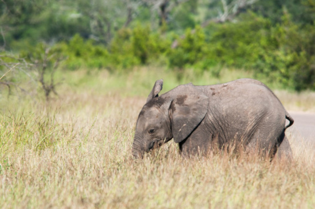 Young elephant