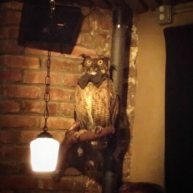 Cocktails 'n Taxidermy #saturday #turnt #dapper #owl