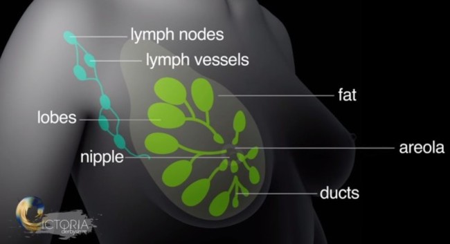 cancer diagram