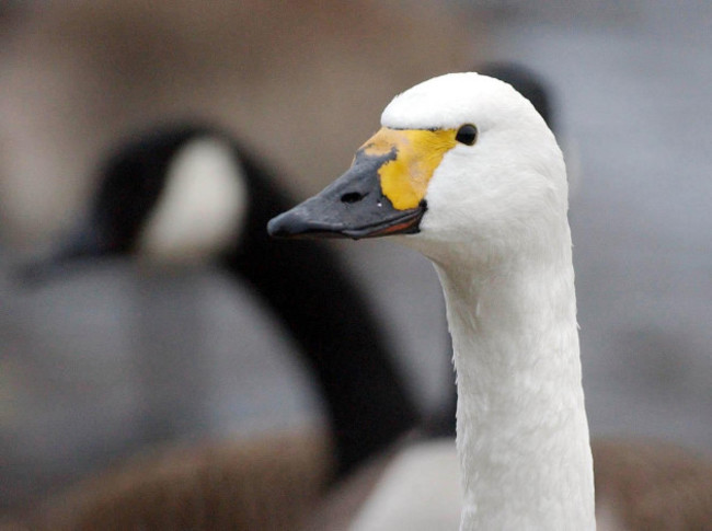 Bewick swans at Slimbridge