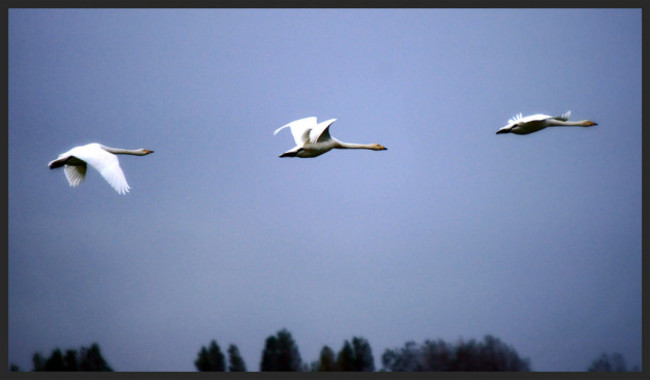 Whooper Swans. Martin Mere WWT Burscough, October 2013