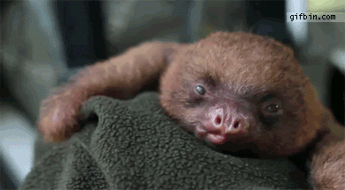 sloth-yawn-cute