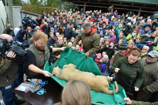 Denmark Lion