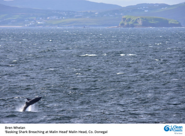 Bren-Whelan-Whale-Breaching