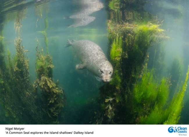 Nigel-Motyer-A-Common-Seal-explores-the-Island-shallows