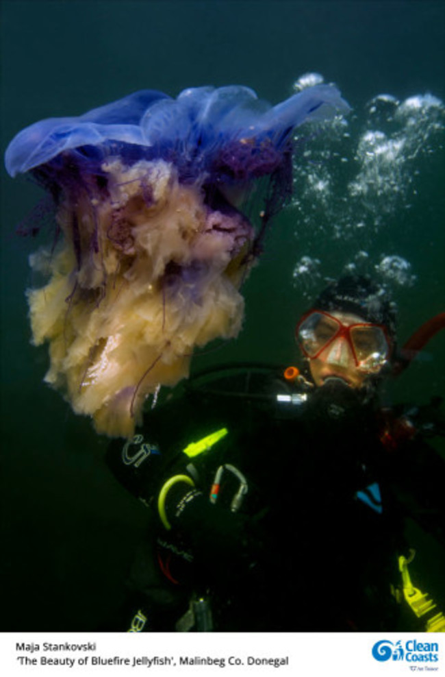 Maja-Stankovski-The-Beauty-of-Bluefire-Jellyfish