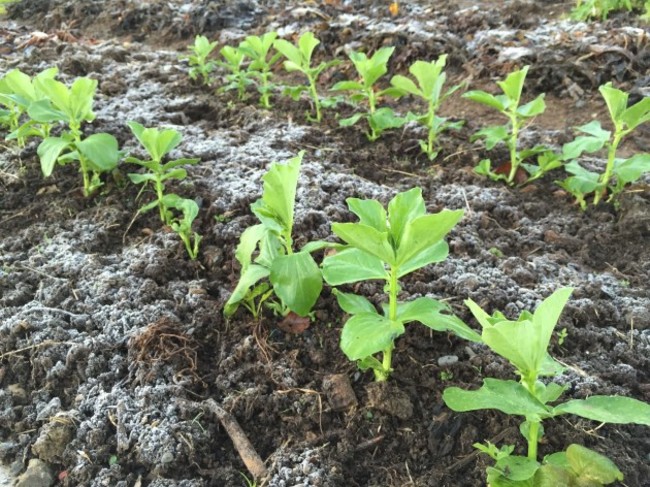 broad beans in frost (1)