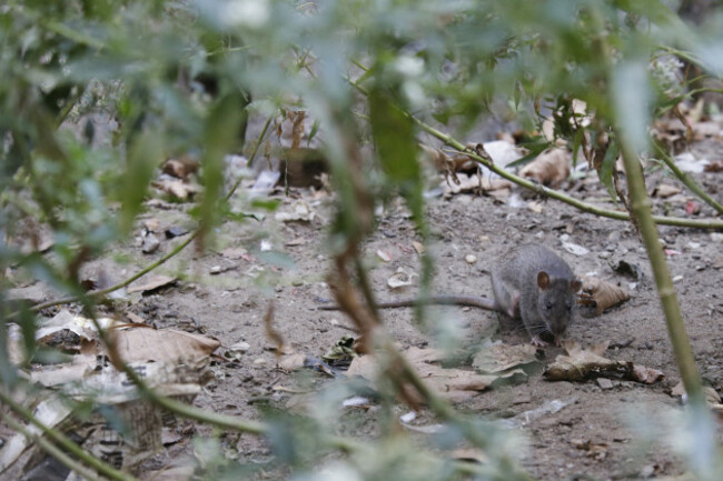 New York City Rats