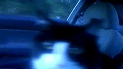 tripping-cat-in-car