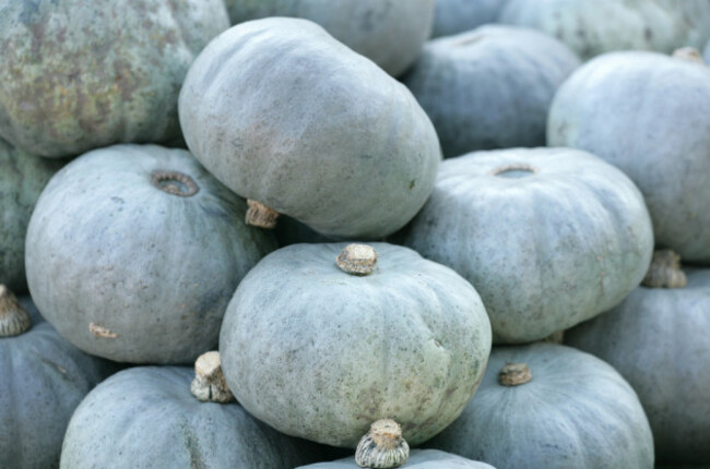 shutterstock_85995709
