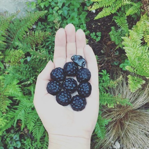 Such a delight foraging these blackberries from the pic n mix stand this morning. They're in season @haribo and they taste so sweet! My top secret foraging spot is the London trocadero but you can find them at any @odeoncinemas near you! Have a beautiful day! #eatclean #forage #nature #glow #blackberry #countryside #breakfast #love #organic #wellness #picnmix #deliciouslystella