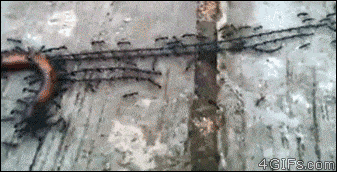 Scary Animated GIF