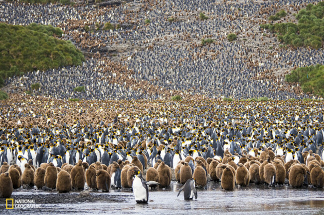 Here, humans are the minority...