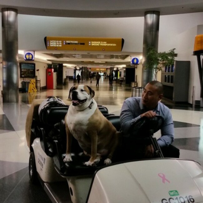 Hank back in LA....riding in style #LAX #rescuedog #dogsarethebest #inlovewithdogs #aceofheartsdogrescue