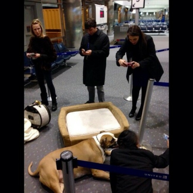 All of United Airlines loves Hank #united #unitedair #amazingserviceanimals #rescue #dog #reacuedog #colorado