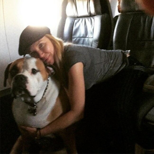 Hank flying first class from Denver to LA #rescuedog #dogswhoservice #servicedog #americanairlines