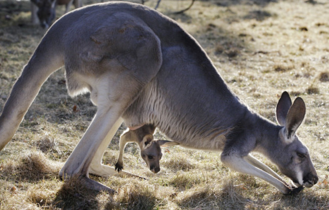 Baby Roo