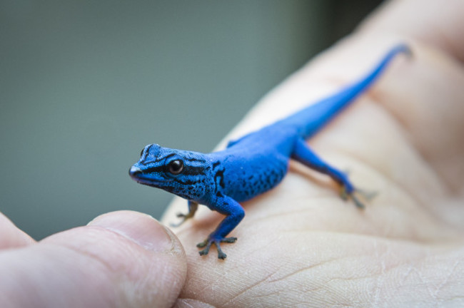 Electric blue gecko photocall