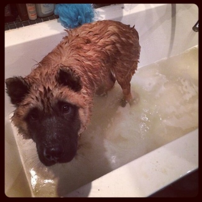 My dirty boy being bathed after our long walk up the mountain :') stinking!