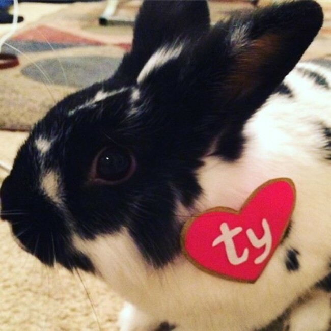 Fang had a very Hoppy Halloween