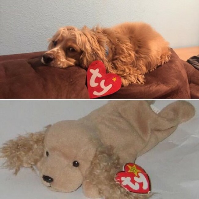 I have a real life beanie baby. Finally. #beaniebaby #ty #90s #90skid #90sbaby #collector #cockersofinstagram #worldofcockers #cockerspaniel #cockers #cockermania #cockersofig #ilmycockerspaniel #cute #itssofluffy #cocker #spanielsofinstagram #spaniel #dog #dogoftheday #rescue #adoptdontshop #adoption #dontshopadopt #humanesociety #pnw #leftcoast #westisbest