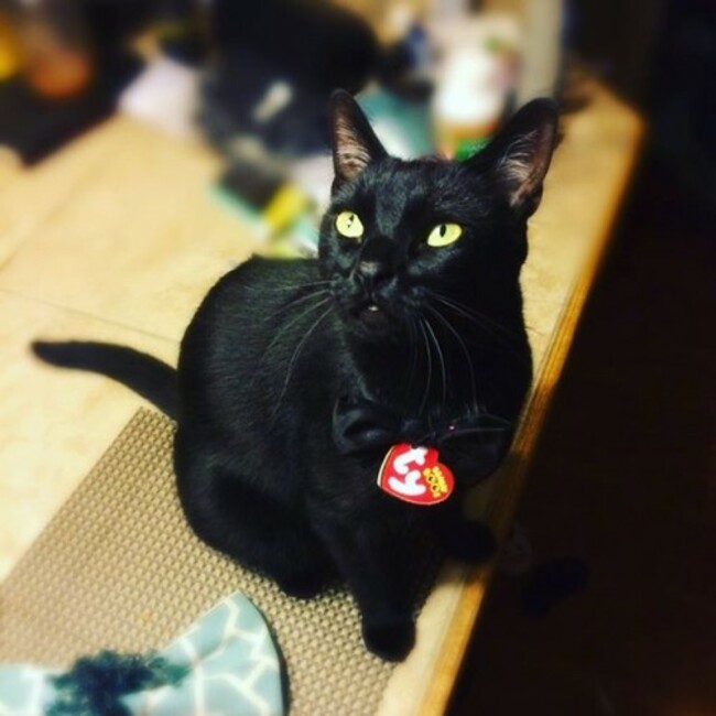 My little Beanie Baby