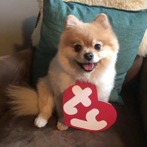 pomeranian beanie boo