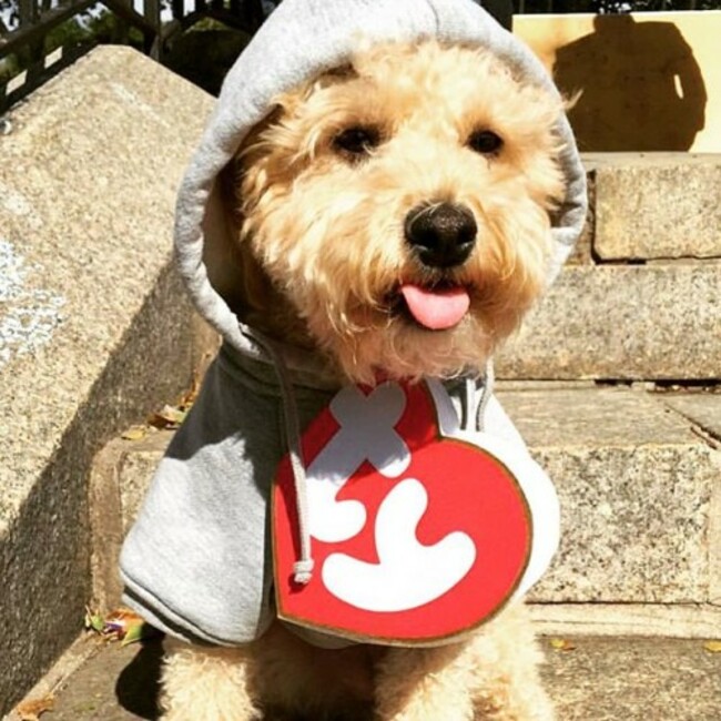 Halloween prep with babe @puppynamedcharlie reppin my CC flag hoodie on the NYC streets