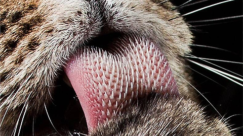 Cat tongue.