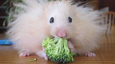 Bad hair day, hamster style.