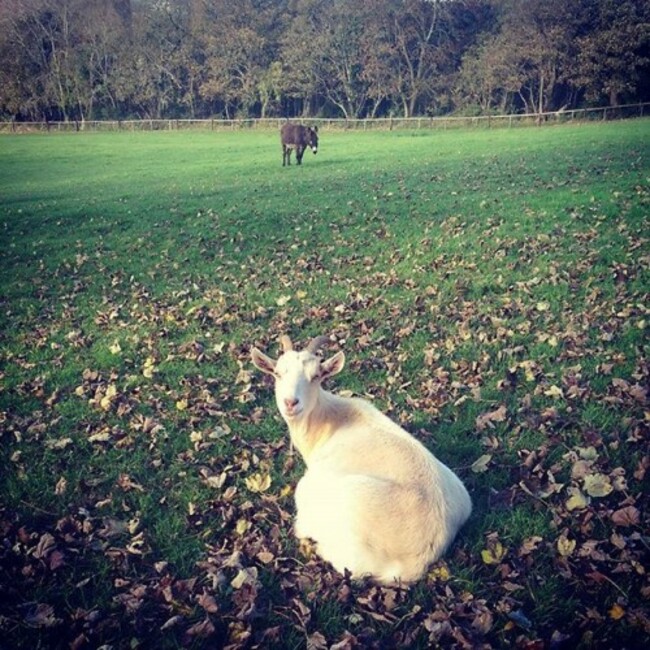 #walking #goat #donkey #forestwalk #august2015 #autumnleaves ⛅