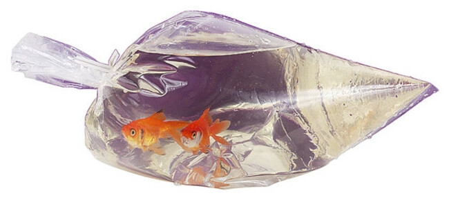 Plastic-fish-Bags