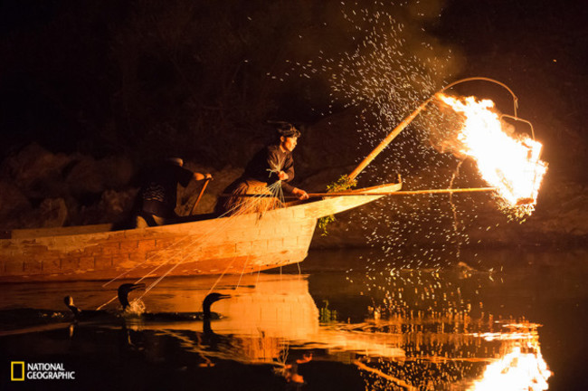 Cormorants Fishing in the dark night