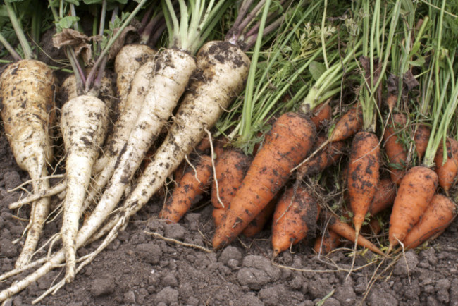 carrots and parsnip