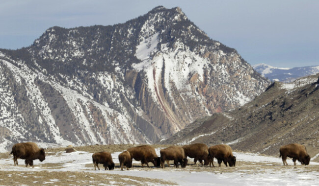 Yellowstone Bison Slaughter