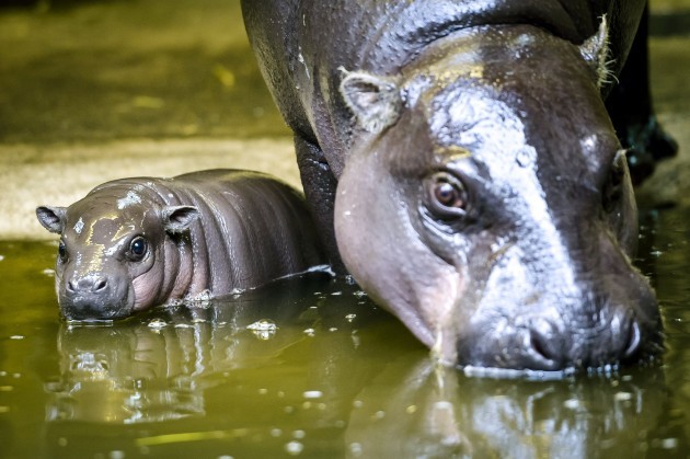 Pygmy hippopotamus calf at Bristol Zoo