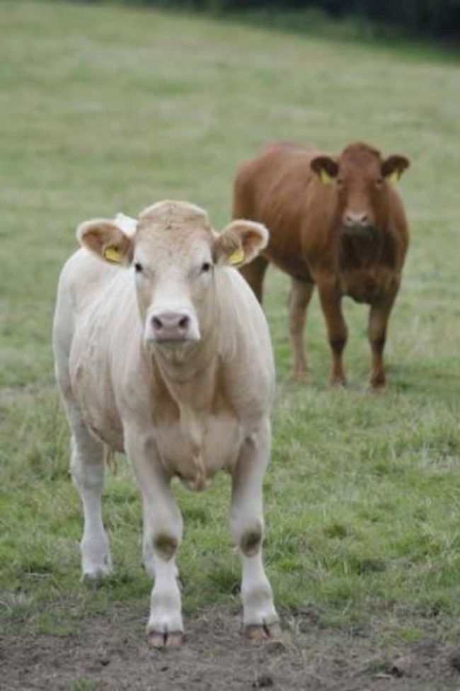 Cow Ireland
